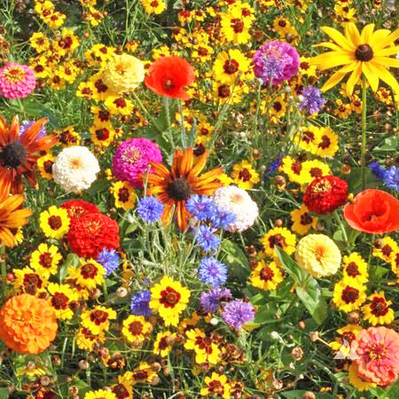 Shenandoah National Park Wildflower Seed Mix