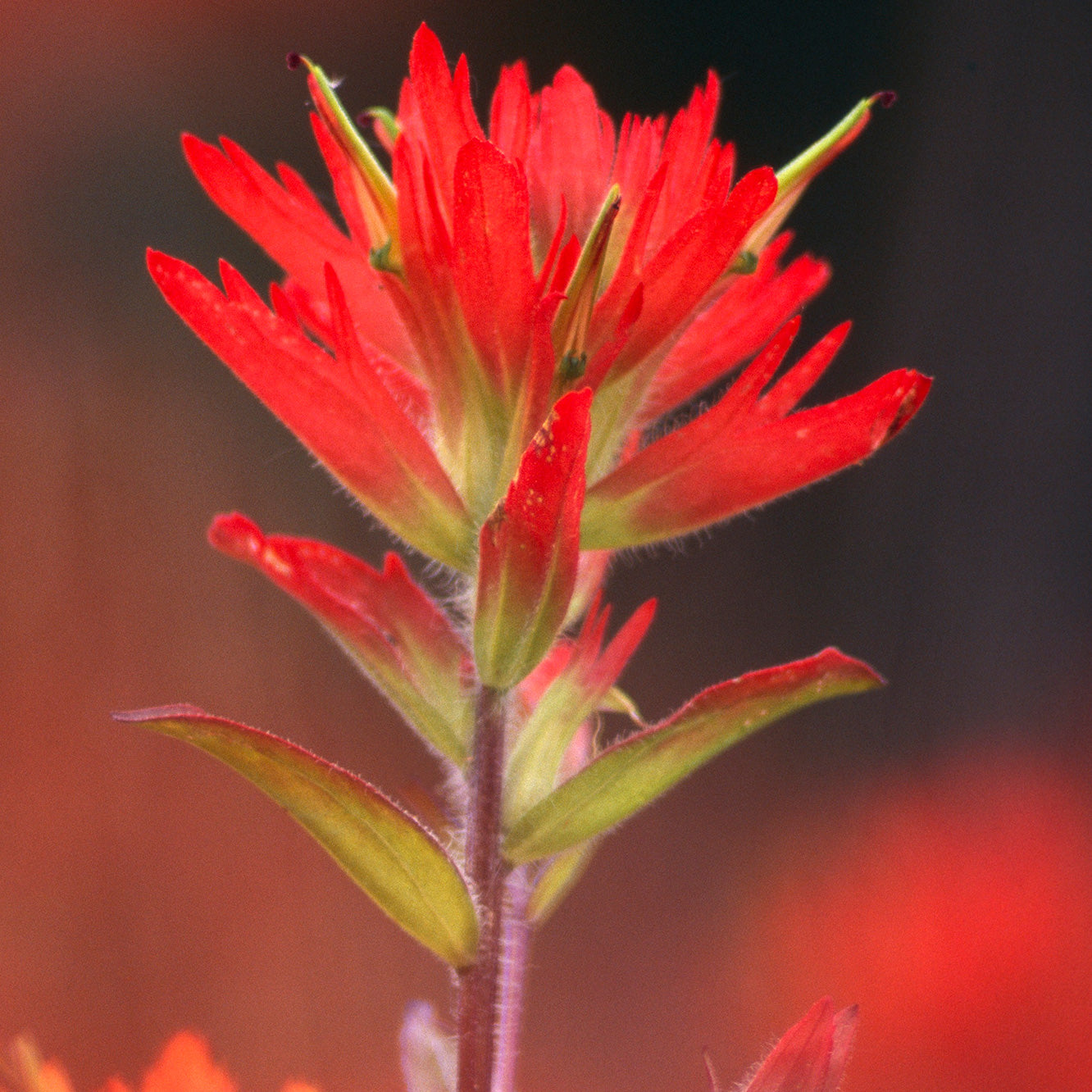 indian paintbrush flowers in the Arkansas wildflower seed mix