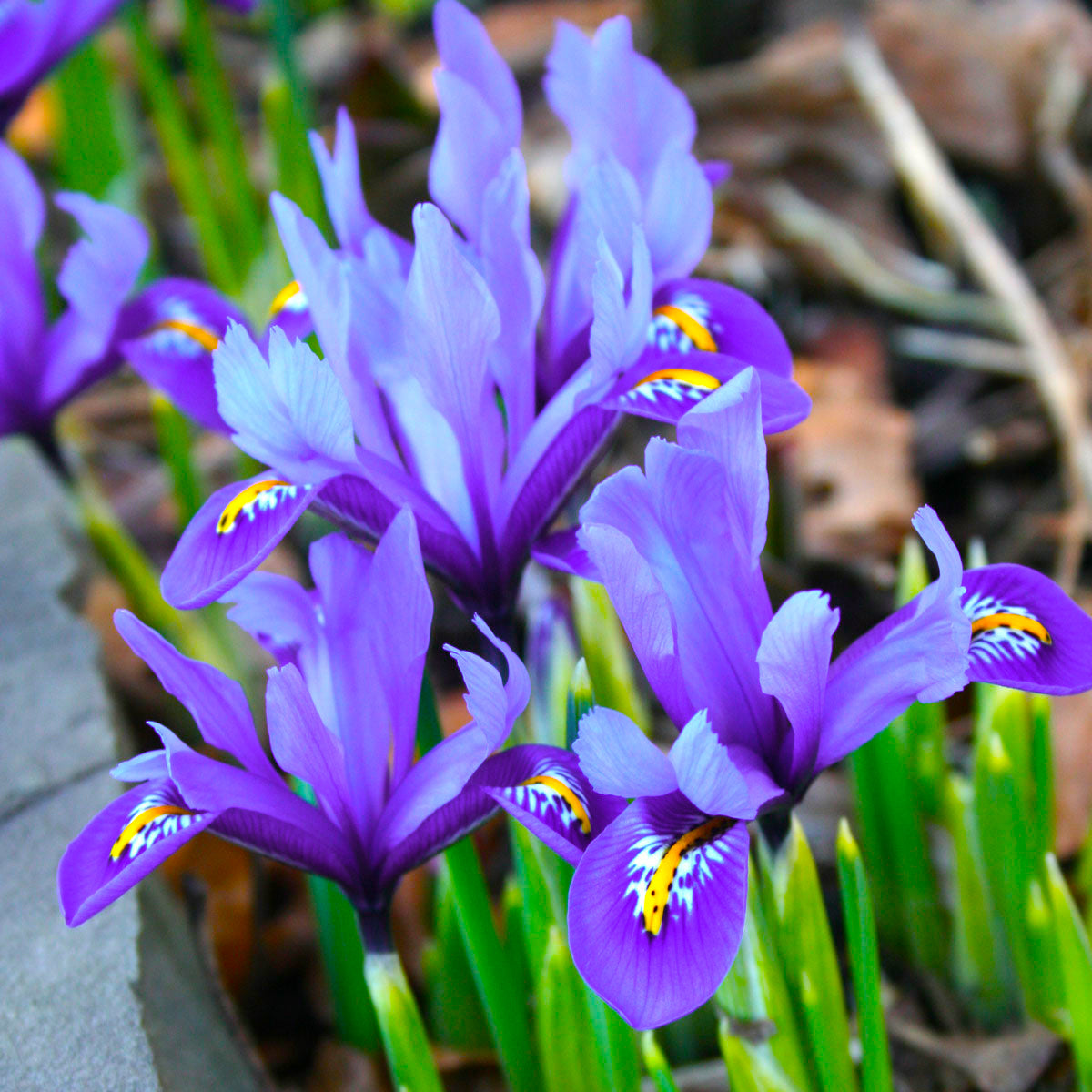 wild iris flowers in the Arkansas wildflower seed mix