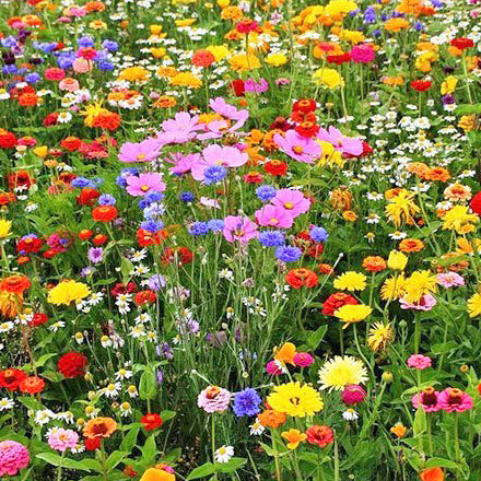 native kentucky wildflower seeds Kentucky Wildflower Seed Mix