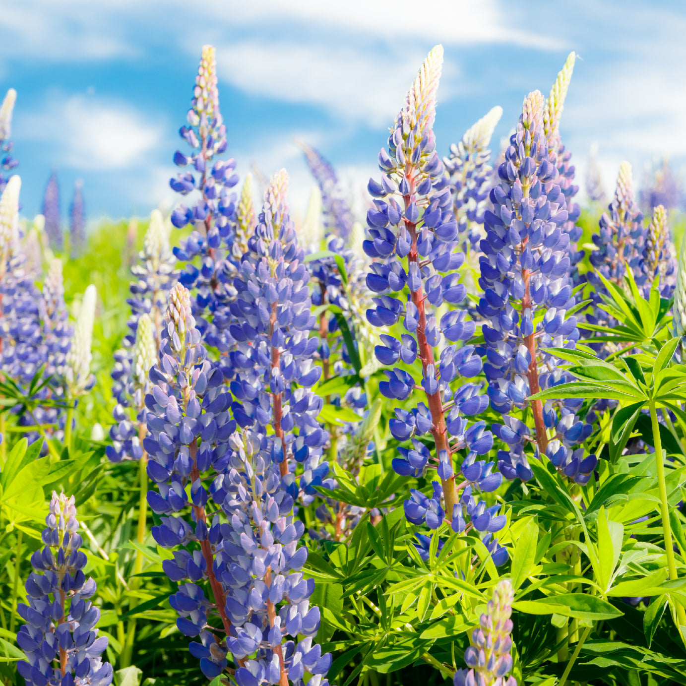 Lupine flowers in the Georgia wildflower seed mix