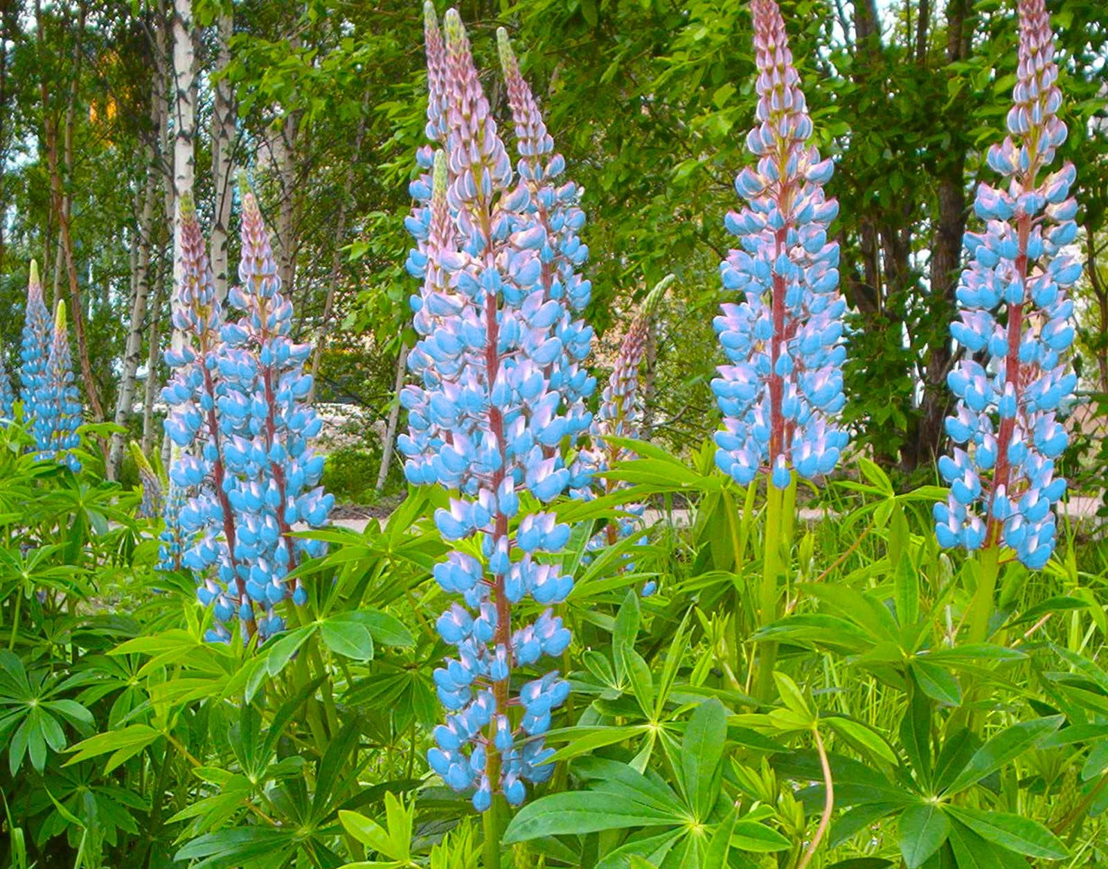 new hampshire wildflower seeds New Hampshire Wildflower Seed Mix