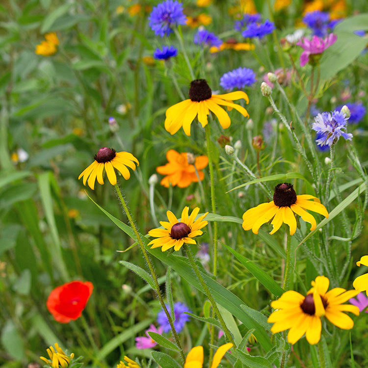 massachusetts native wildflower seeds Massachusetts Wildflower Seed Mix