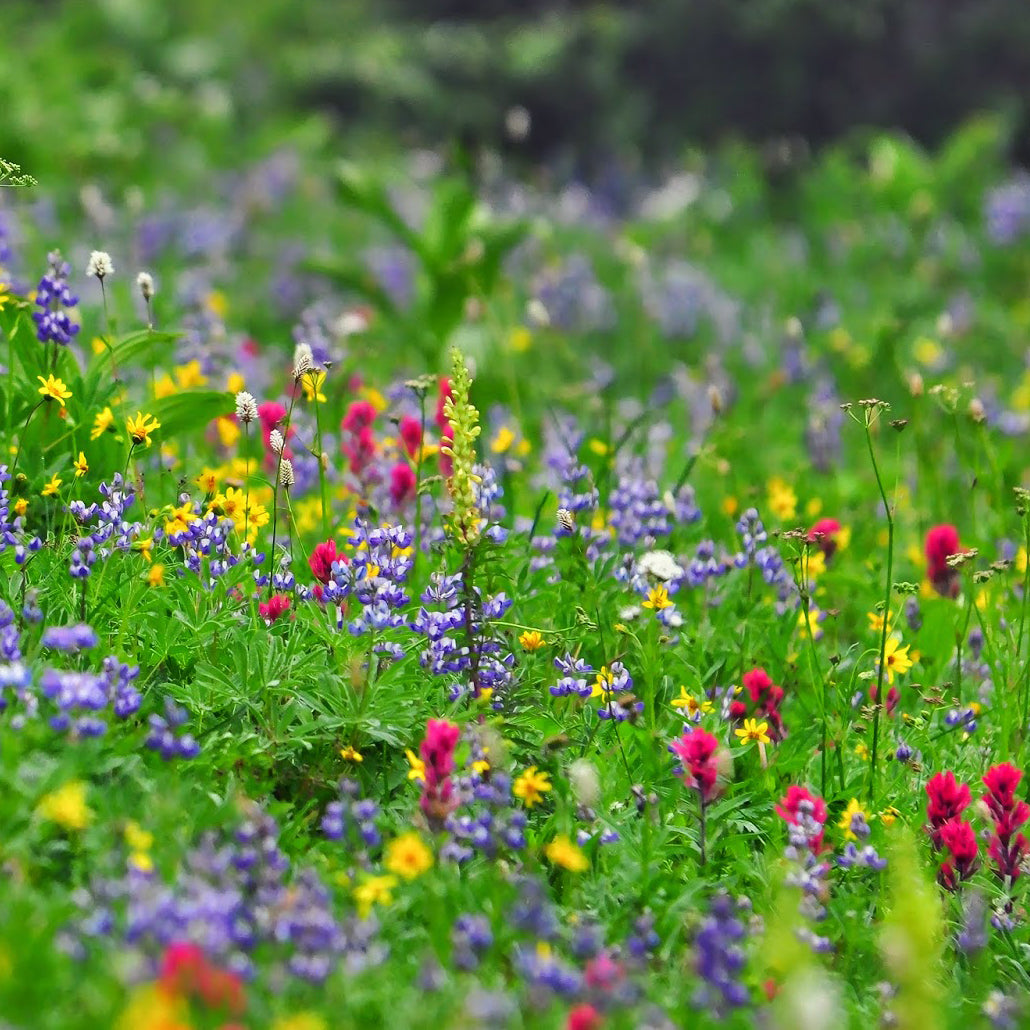Montana Wildflowers