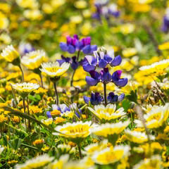 North Carolina Wildflowers