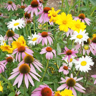 North Dakota Wildflowers