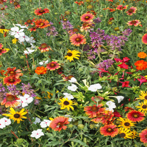 ohio native wildflower seed mix Ohio Wildflower Seed Mix