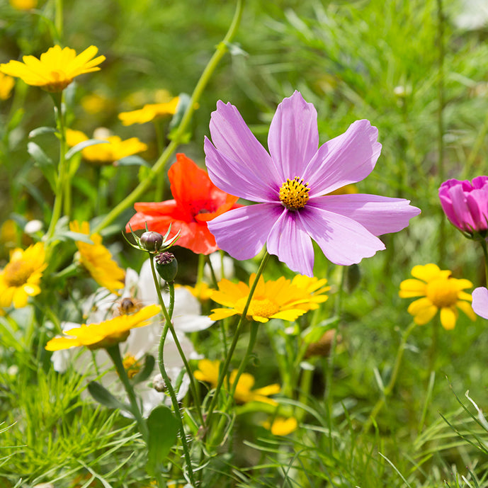 Pennsylvania Wildflowers