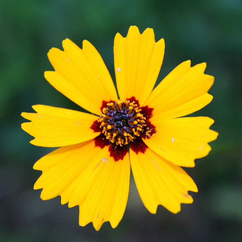 Coreopsis flowers - Michigan Wildflower Seed Mix