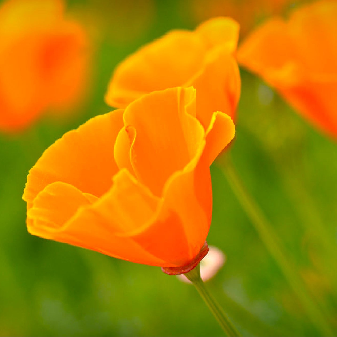 wild California poppy