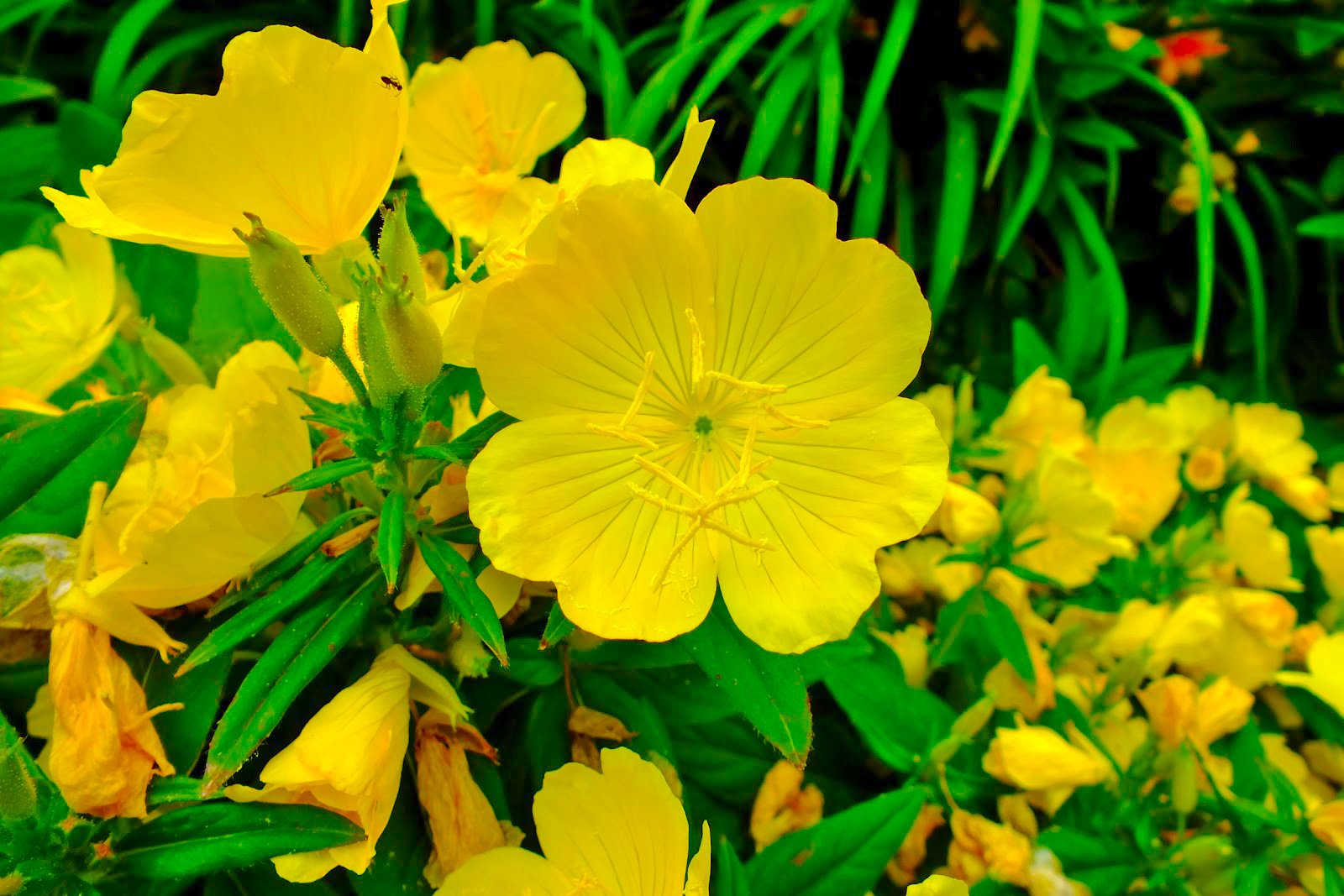 new hampshire wildflower seeds New Hampshire Wildflower Seed Mix