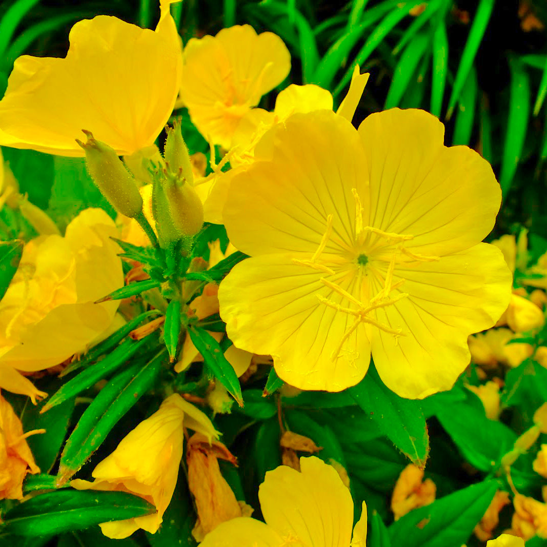 Yellowstone Yellow Evening Primrose Seeds