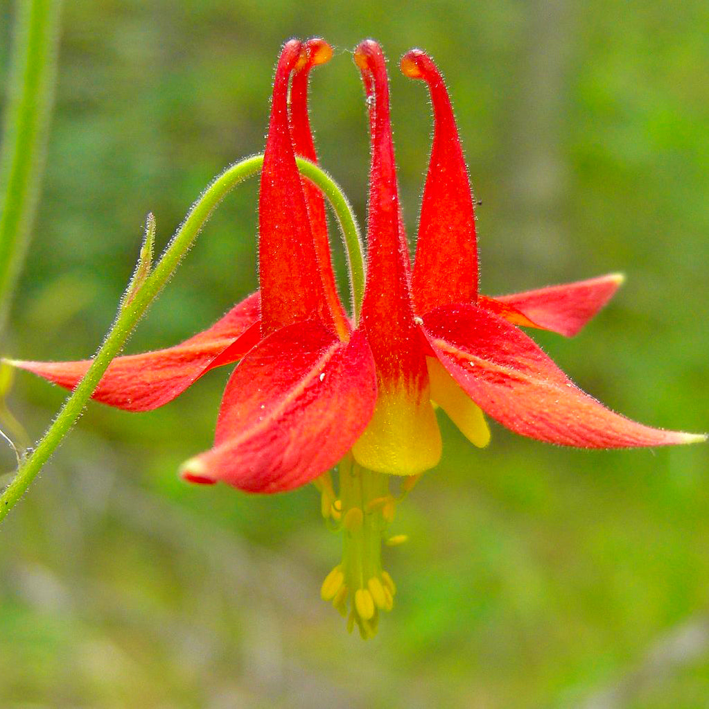 red columbine in the Arkansas wildflower seed mix