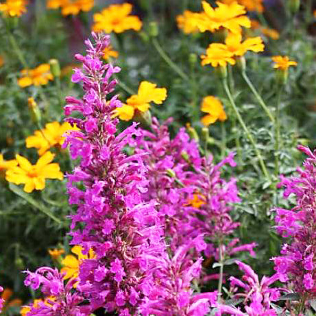 rhode island wildflower seeds Rhode Island Seed Mix