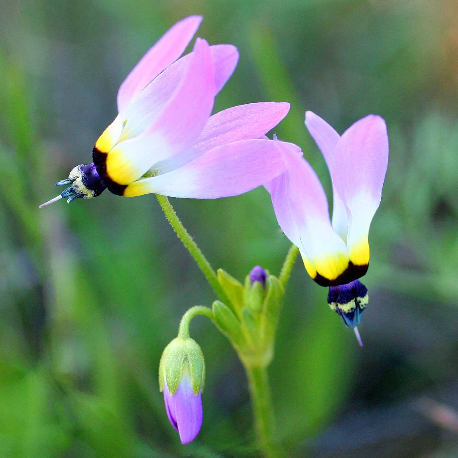 shooting star flowers in the Arkansas wildflower seed mix