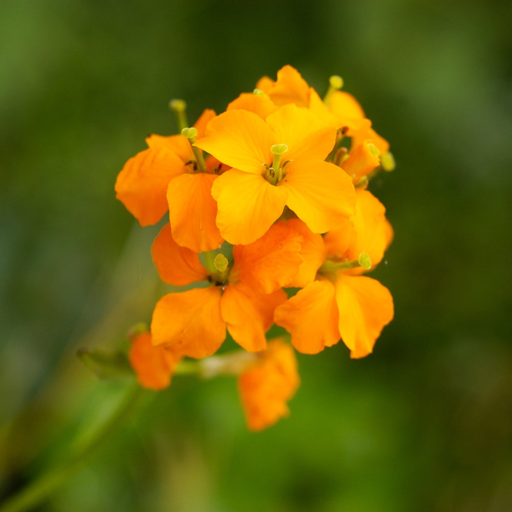 Wallflower flowers - Michigan Wildflower Mix