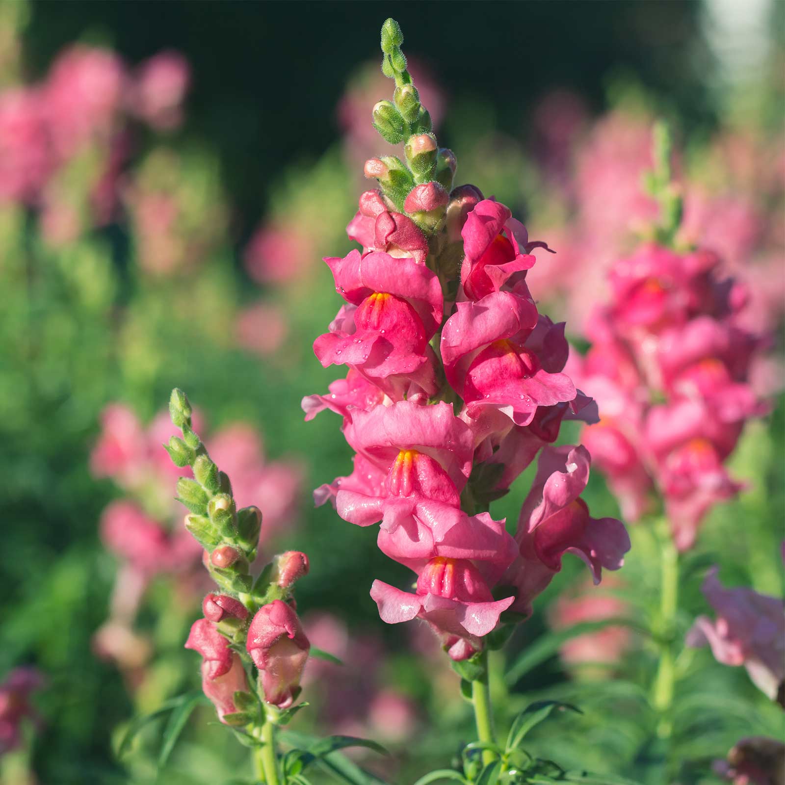annual flower seed mix All Annual Wildflower Seed Mix