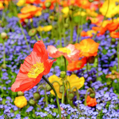 new hampshire wildflower seeds New Hampshire Wildflower Seed Mix