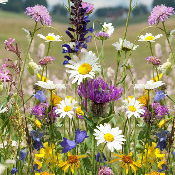 New Mexico Wildflower Seed Mix | Wildflower Seeds for NM