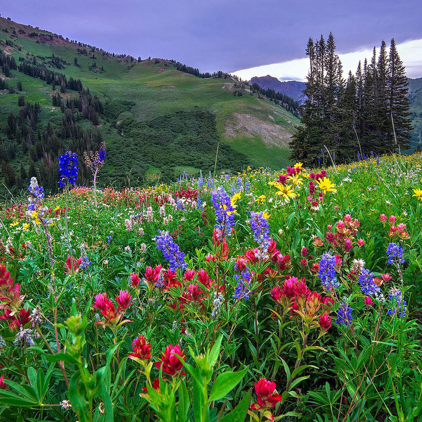Utah Wildflowers