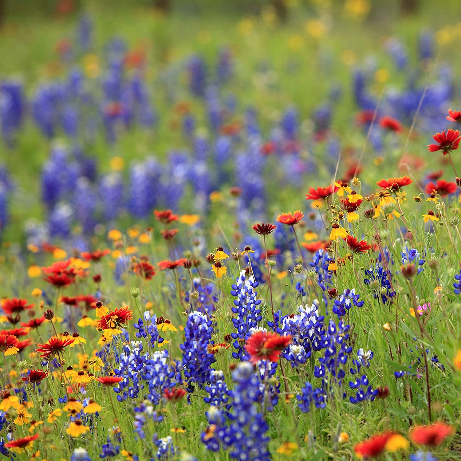 Created By Nature Wisconsin Wildflower Seed Mix, 16 Flower Varieties, 40,000 Seeds