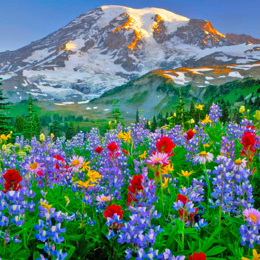 Washington Wildflowers