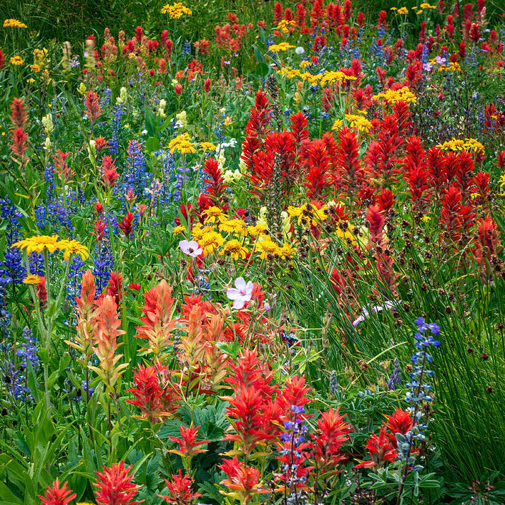 Idaho Wildflower Mix | Wildflower Seeds