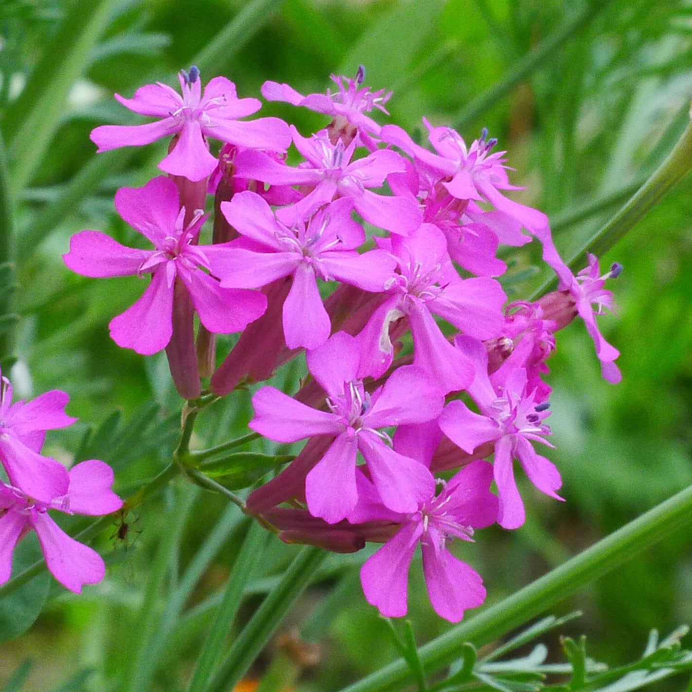 Catchfly - North Carolina Wildflower Seed Mix