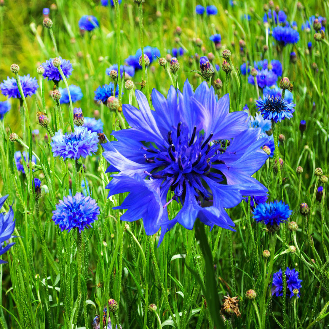 Cornflower flowers - Michigan Wildflower Seed Mix