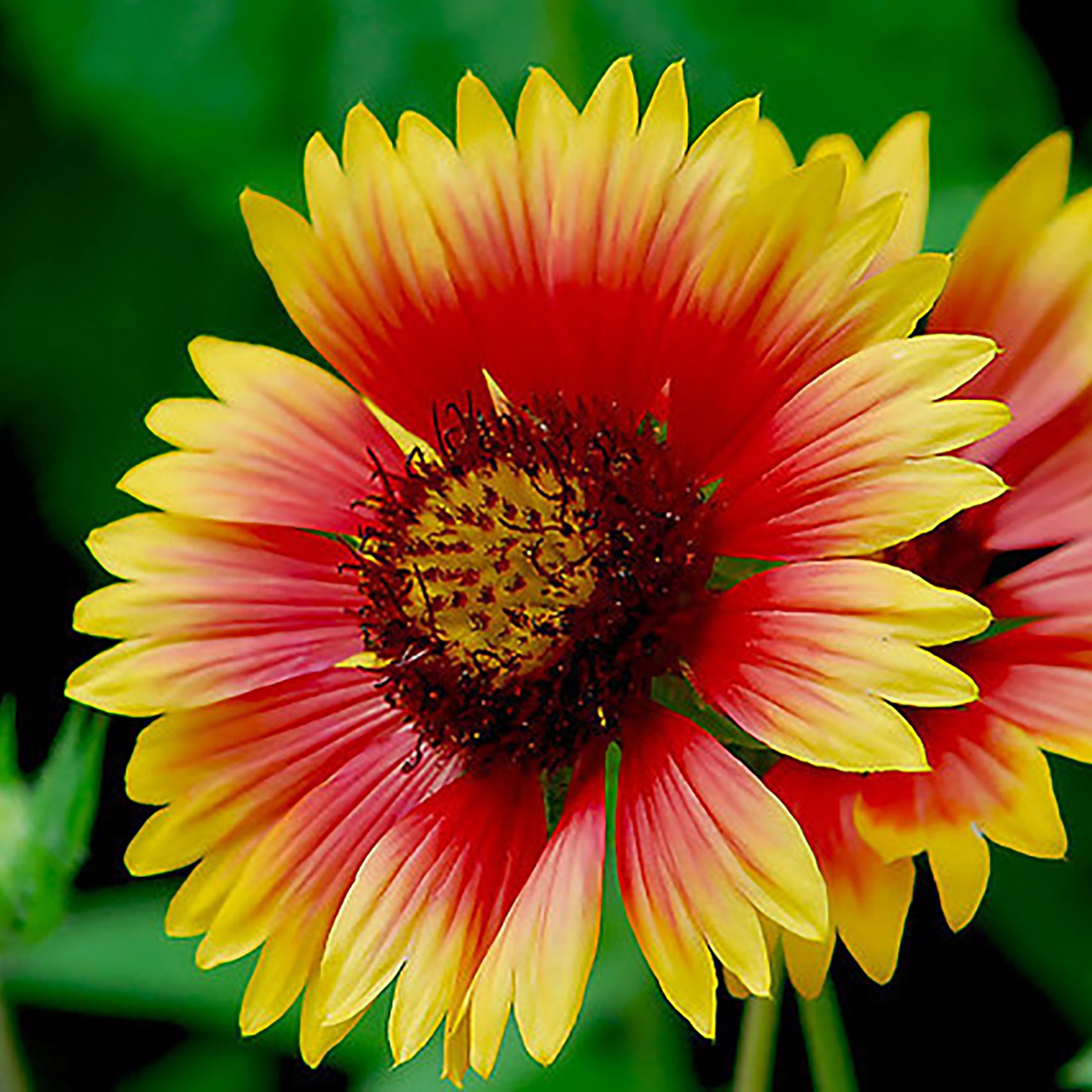 Gaillardia in the Georgia wildflower seed mix