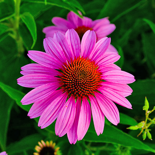 Purple Coneflower flowers- Michigan Wildflower Mix