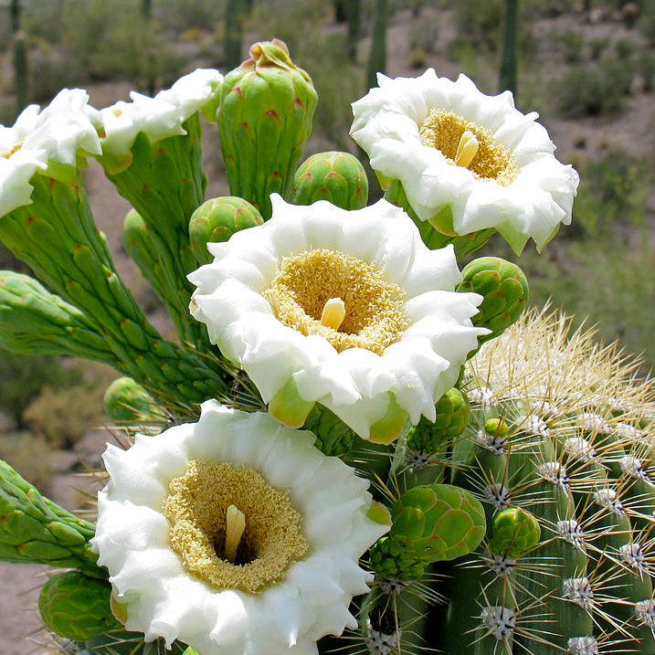 Saguaro Cactus Seeds - Arizona Wildflowers