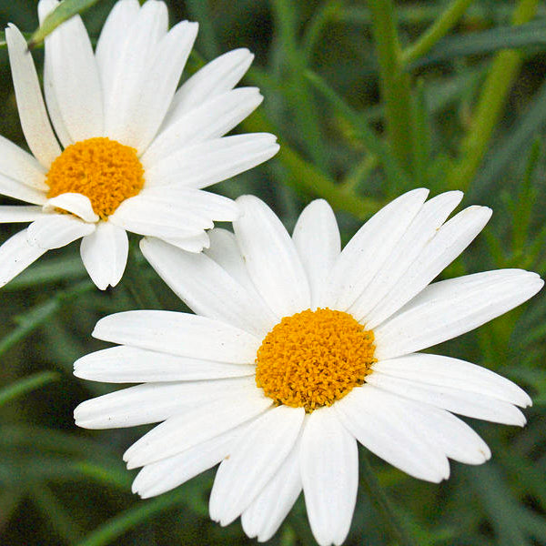 Washington Wildflower Seeds - Shasta Daisy