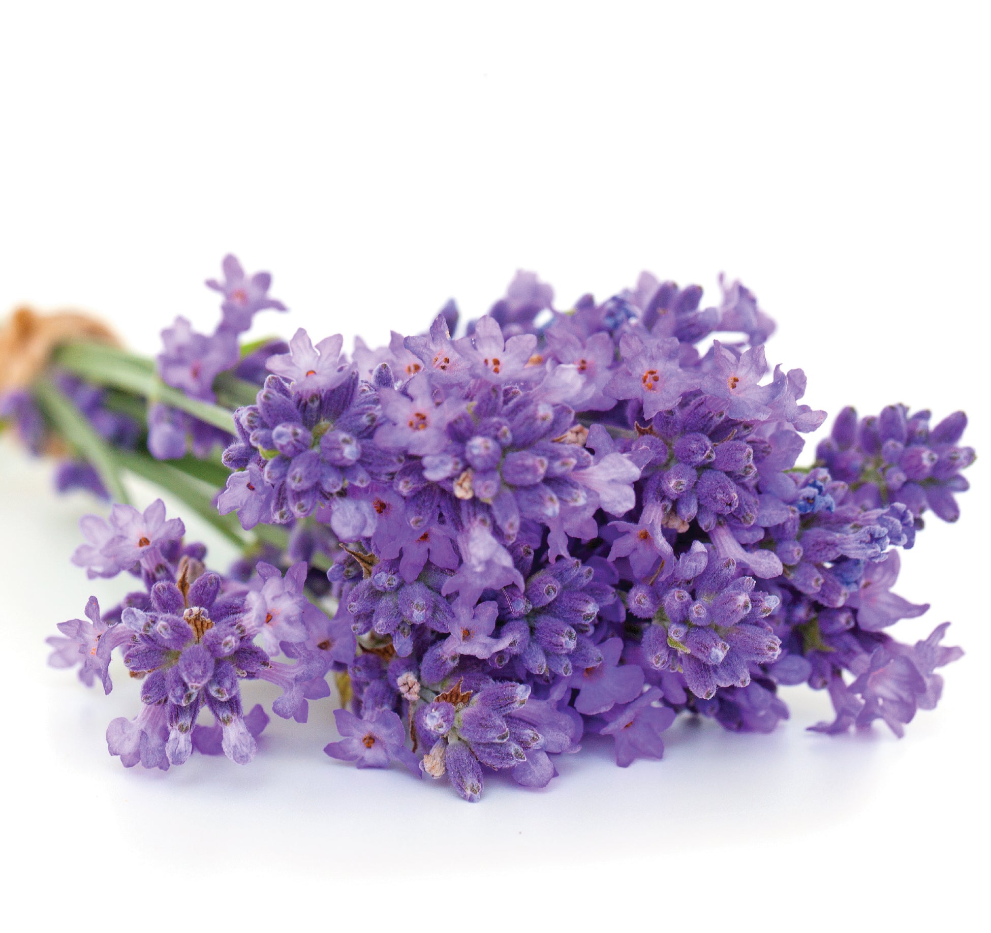 lavender flower seeds