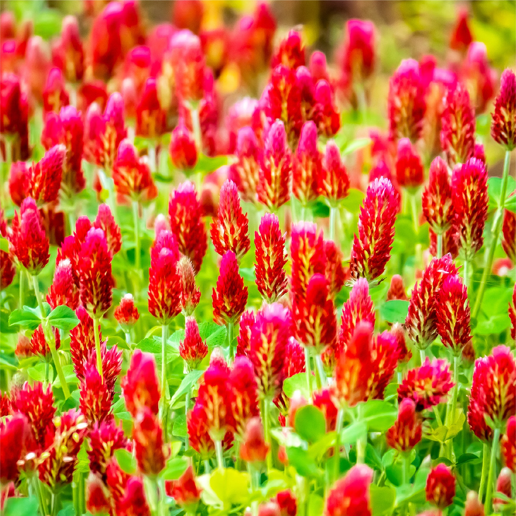 crimson clover wildflower