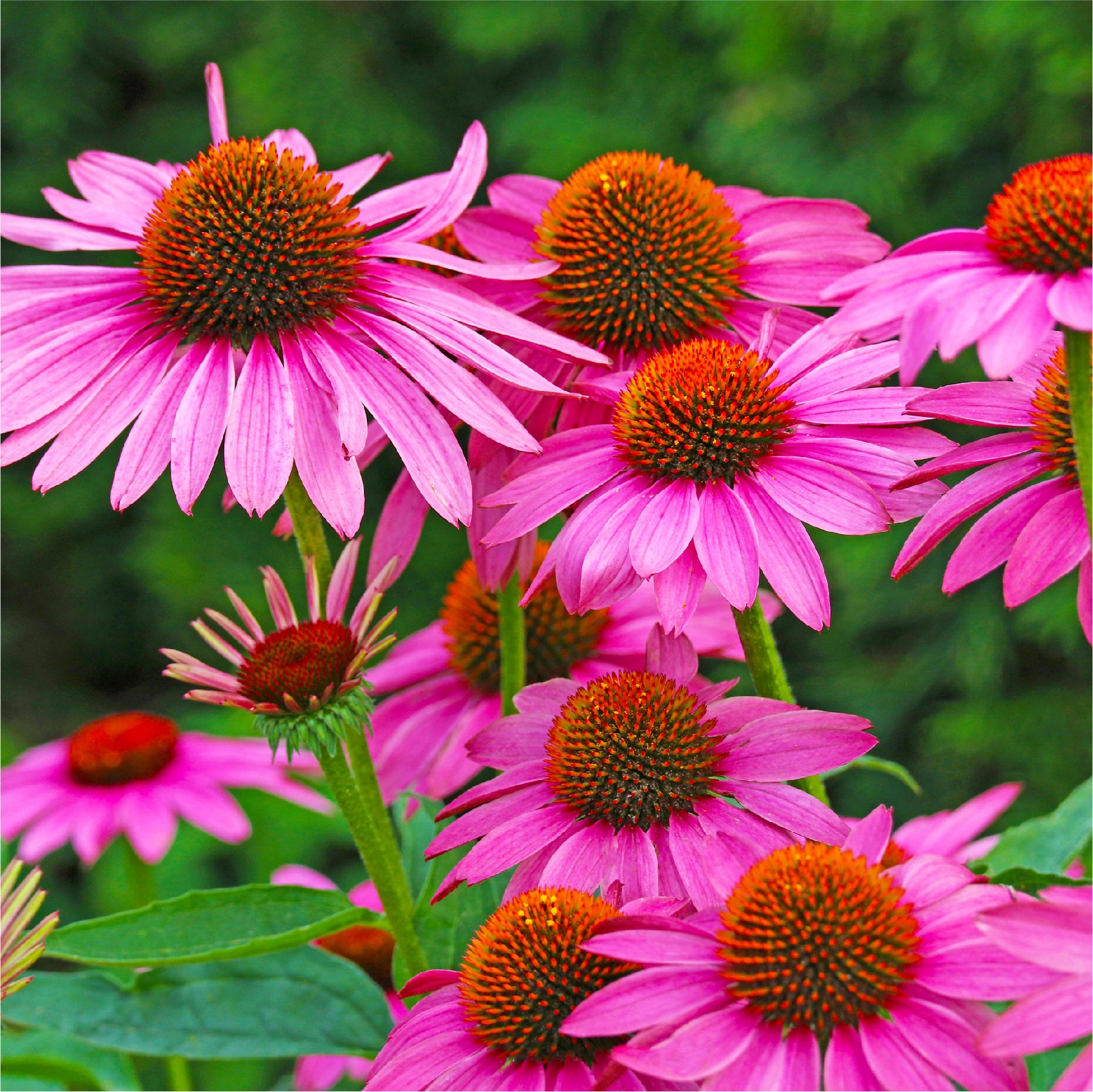 purple coneflower seeds