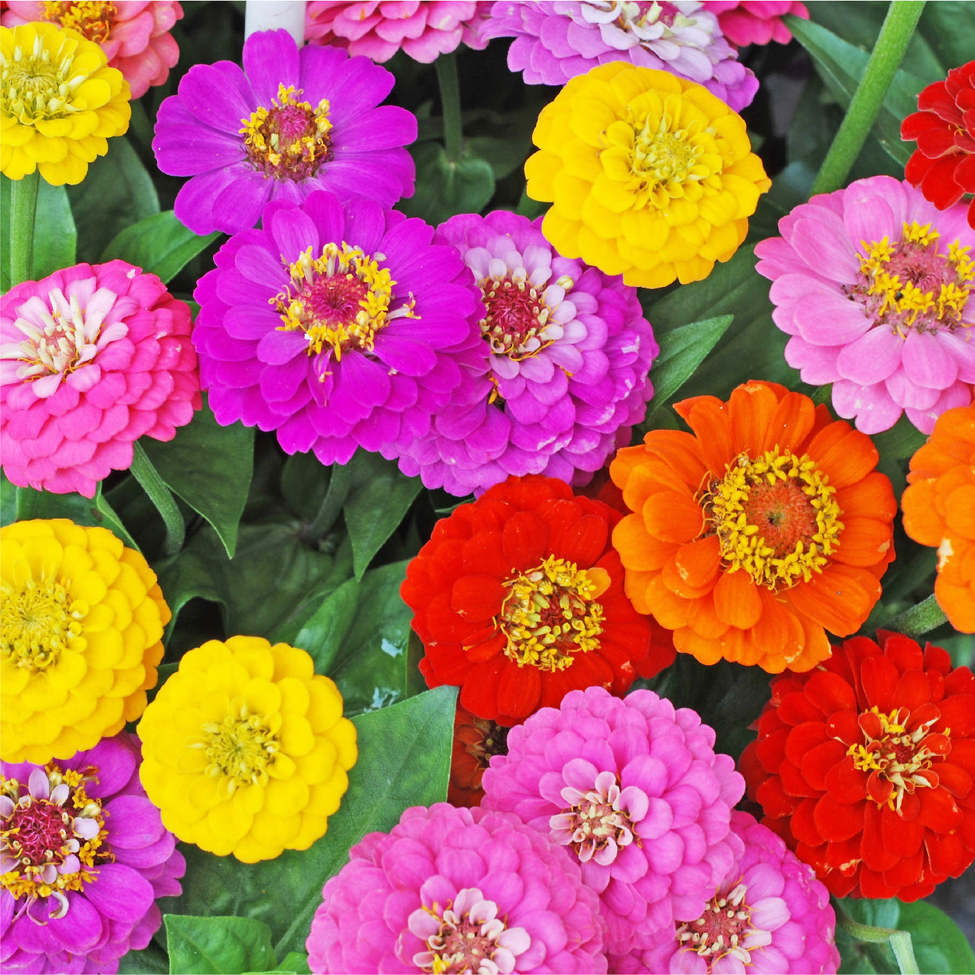 mixed Zinnia flowers