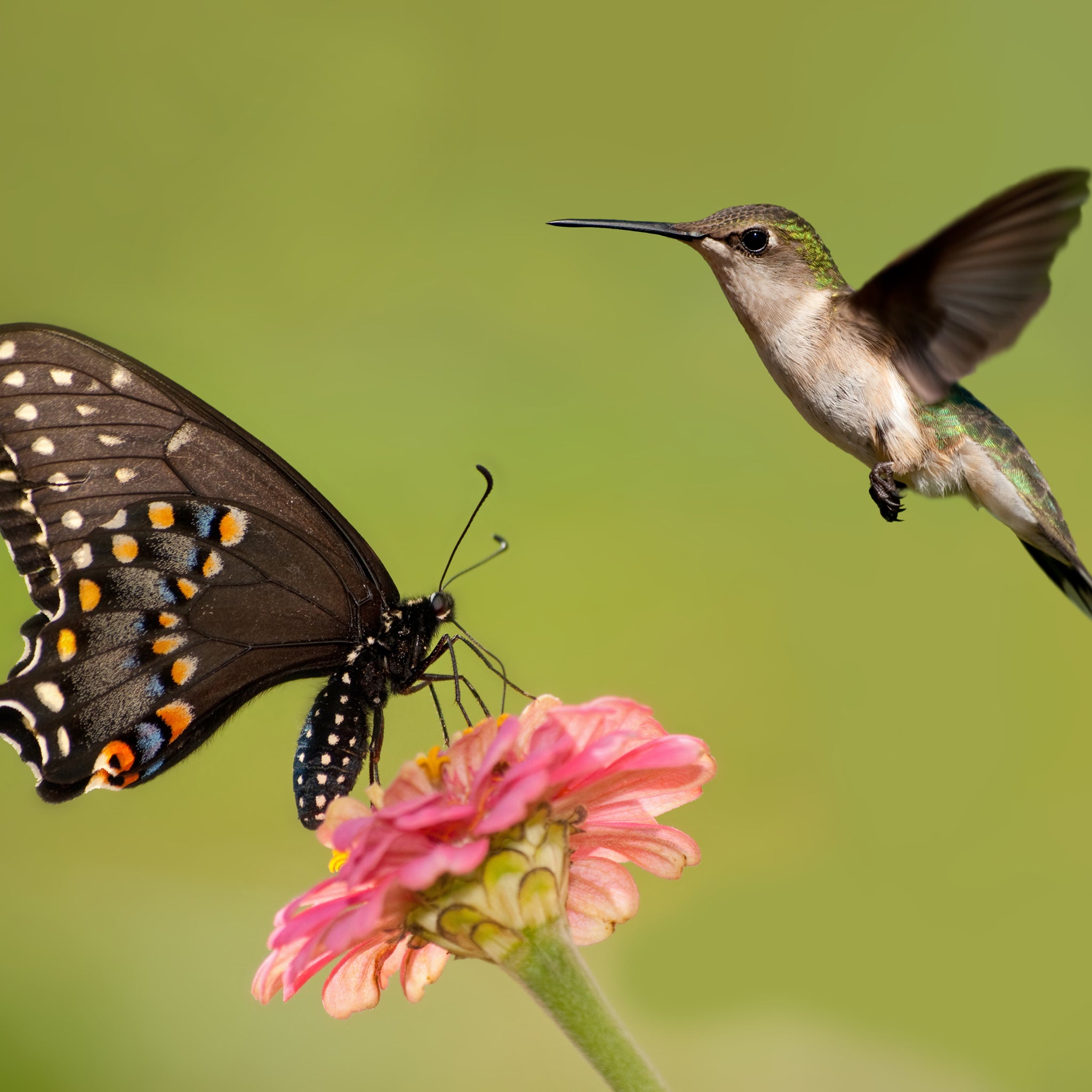 Hummingbird and Butterfly on wildflower