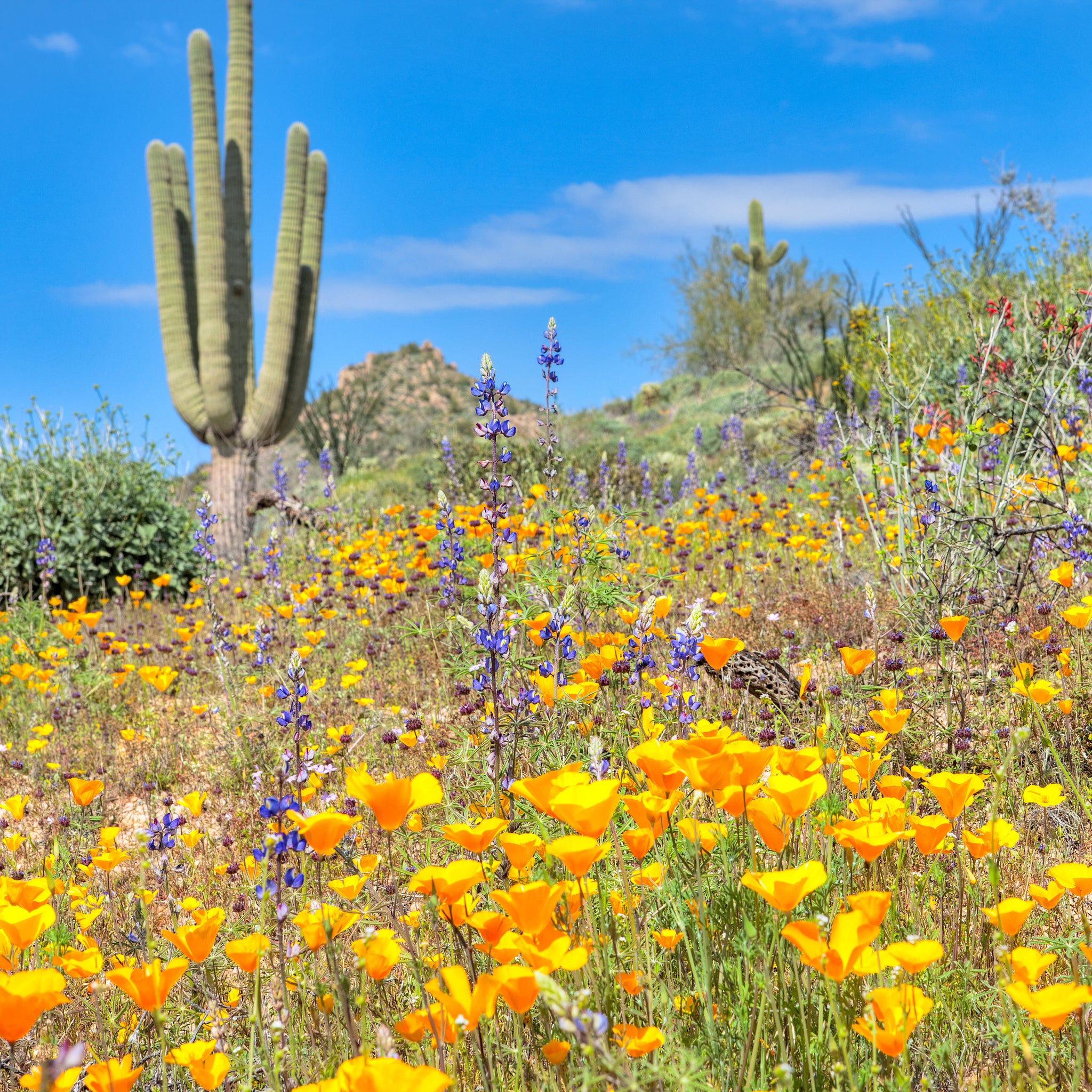 Arizona wildflowers