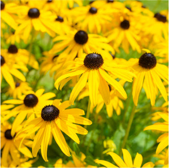 black eyed susan wildflower